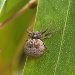 Cymbacha ocellata (Crab spider) at Parkes, ACT - 26 Dec 2023 by Hejor1