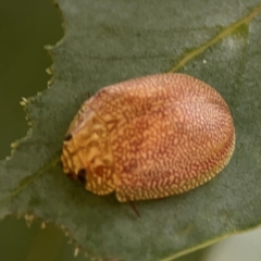 Paropsis atomaria at Parkes, ACT - 26 Dec 2023 05:55 PM