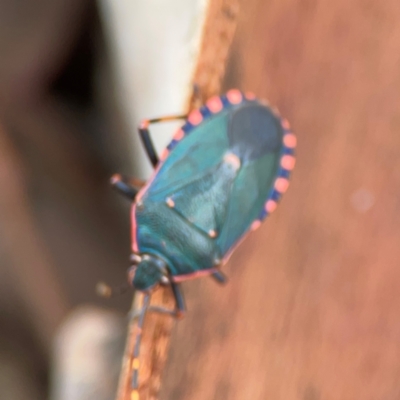 Notius depressus (Shield bug) at Parkes, ACT - 26 Dec 2023 by Hejor1
