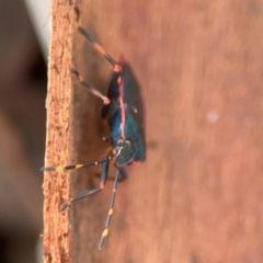 Notius depressus at Parkes, ACT - 26 Dec 2023