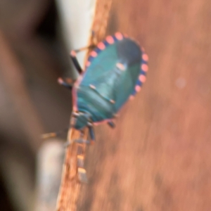 Notius depressus at Parkes, ACT - 26 Dec 2023