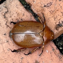 Anoplognathus porosus (Porosus Christmas beetle) at Isaacs, ACT - 25 Dec 2023 by Hejor1