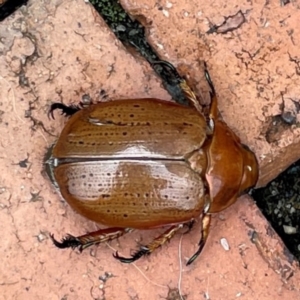 Anoplognathus porosus at Isaacs, ACT - 25 Dec 2023