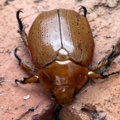 Anoplognathus porosus at Isaacs, ACT - 25 Dec 2023