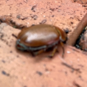 Anoplognathus porosus at Isaacs, ACT - 25 Dec 2023