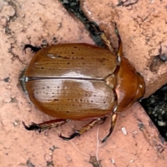 Anoplognathus porosus at Isaacs, ACT - 25 Dec 2023