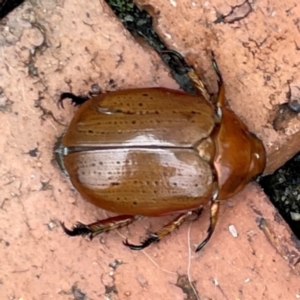 Anoplognathus porosus at Isaacs, ACT - 25 Dec 2023