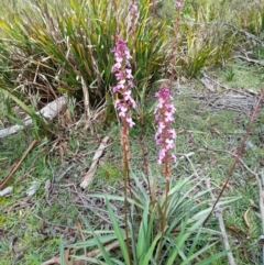 Stylidium armeria subsp. armeria (Trigger Plant) at Nunnock Swamp - 24 Dec 2023 by JBrickhill