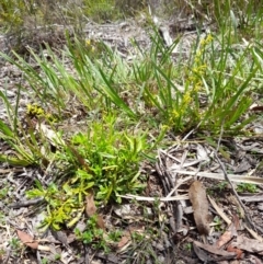 Stackhousia viminea (Slender Stackhousia) at Nunnock Swamp - 24 Dec 2023 by JBrickhill