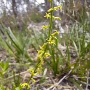 Stackhousia viminea at South East Forest National Park - 24 Dec 2023 11:57 AM