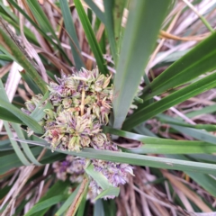 Dianella longifolia at Watson, ACT - 23 Dec 2023