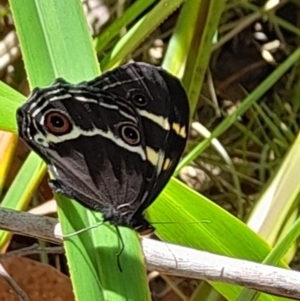 Tisiphone abeona at South East Forest National Park - 24 Dec 2023 01:27 PM