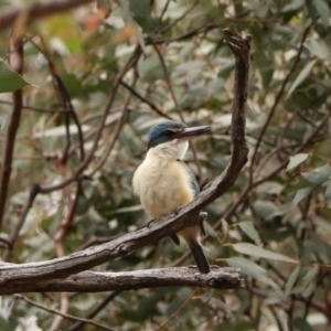 Todiramphus sanctus at Brayton, NSW - 26 Dec 2023