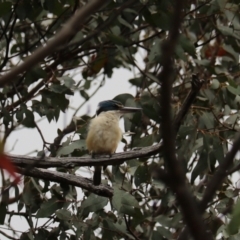 Todiramphus sanctus at Brayton, NSW - 26 Dec 2023
