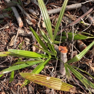 Unidentified Other Tree at Hall, ACT - 26 Dec 2023 by strigo