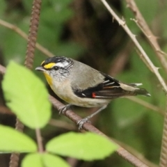 Pardalotus striatus (Striated Pardalote) at Brayton, NSW - 26 Dec 2023 by Rixon