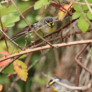 Pardalotus striatus at Brayton, NSW - 26 Dec 2023