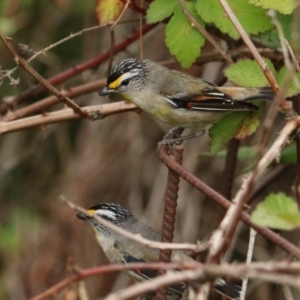 Pardalotus striatus at Brayton, NSW - 26 Dec 2023