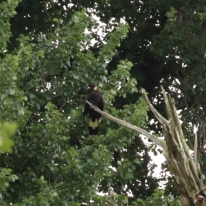 Zanda funerea at Brayton, NSW - 26 Dec 2023