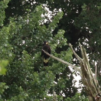 Zanda funerea (Yellow-tailed Black-Cockatoo) at Brayton, NSW - 26 Dec 2023 by Rixon