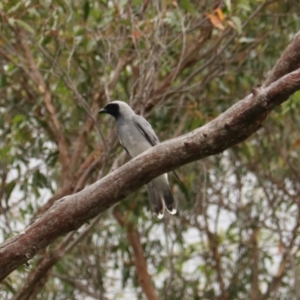 Coracina novaehollandiae at Brayton, NSW - 26 Dec 2023
