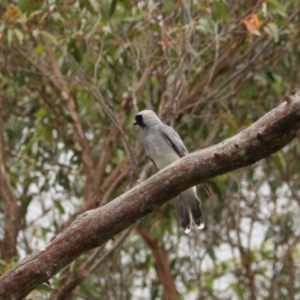 Coracina novaehollandiae at Brayton, NSW - 26 Dec 2023