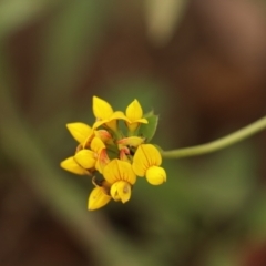 Lotus corniculatus (Birds-Foot Trefoil) at Brayton, NSW - 26 Dec 2023 by Rixon