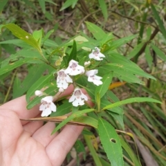 Prostanthera lasianthos (Victorian Christmas Bush) at Brayton, NSW - 26 Dec 2023 by Rixon