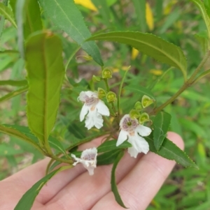 Prostanthera lasianthos at Brayton, NSW - 26 Dec 2023