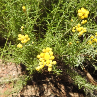 Chrysocephalum semipapposum (Clustered Everlasting) at McQuoids Hill - 22 Dec 2023 by HelenCross