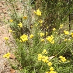 Chrysocephalum semipapposum at McQuoids Hill NR (MCQ) - 22 Dec 2023 11:28 AM