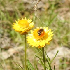 Lasioglossum (Chilalictus) sp. (genus & subgenus) (Halictid bee) at McQuoids Hill - 22 Dec 2023 by HelenCross