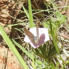 Zizina otis (Common Grass-Blue) at McQuoids Hill - 22 Dec 2023 by HelenCross