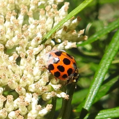 Harmonia conformis (Common Spotted Ladybird) at McQuoids Hill - 22 Dec 2023 by HelenCross