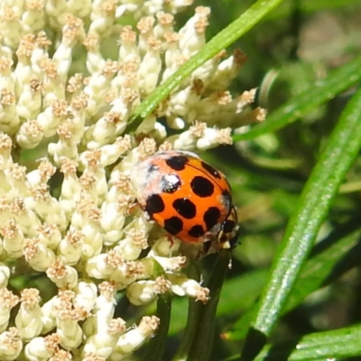 Harmonia conformis (Common Spotted Ladybird) at McQuoids Hill NR (MCQ) - 22 Dec 2023 by HelenCross