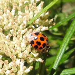 Harmonia conformis (Common Spotted Ladybird) at McQuoids Hill - 22 Dec 2023 by HelenCross