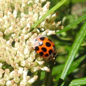 Harmonia conformis at McQuoids Hill NR (MCQ) - 22 Dec 2023