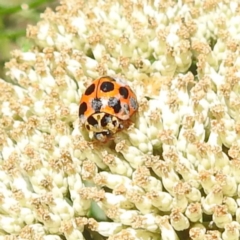 Harmonia conformis at McQuoids Hill NR (MCQ) - 22 Dec 2023