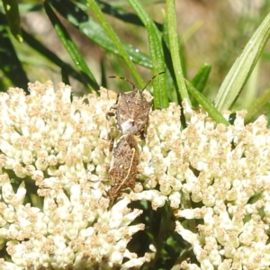 Oncocoris geniculatus at McQuoids Hill NR (MCQ) - 22 Dec 2023 11:32 AM