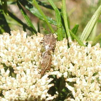 Oncocoris geniculatus (A shield bug) at McQuoids Hill - 22 Dec 2023 by HelenCross