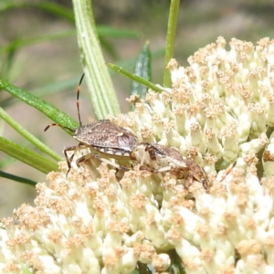 Oncocoris geniculatus at McQuoids Hill NR (MCQ) - 22 Dec 2023 11:32 AM