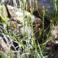 Senecio quadridentatus (Cotton Fireweed) at Kambah, ACT - 22 Dec 2023 by HelenCross
