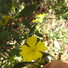 Hibbertia obtusifolia (Grey Guinea-flower) at McQuoids Hill - 22 Dec 2023 by HelenCross