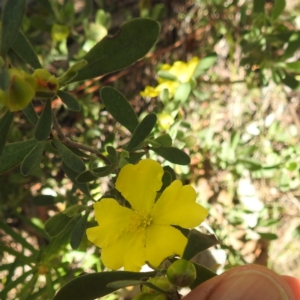 Hibbertia obtusifolia at McQuoids Hill NR (MCQ) - 22 Dec 2023