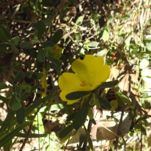 Hibbertia obtusifolia at McQuoids Hill NR (MCQ) - 22 Dec 2023 11:41 AM