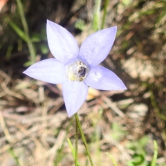 Lasioglossum (Chilalictus) sp. (genus & subgenus) (Halictid bee) at McQuoids Hill NR (MCQ) - 22 Dec 2023 by HelenCross