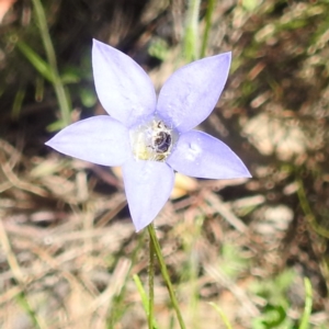 Lasioglossum (Chilalictus) sp. (genus & subgenus) at Undefined Area - 22 Dec 2023 11:45 AM