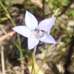 Lasioglossum (Chilalictus) sp. (genus & subgenus) at Undefined Area - 22 Dec 2023 11:45 AM