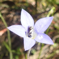 Lasioglossum (Chilalictus) sp. (genus & subgenus) at Undefined Area - 22 Dec 2023 11:45 AM