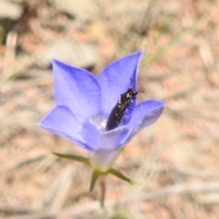 Eurys sp. (genus) (Eurys sawfly) at McQuoids Hill - 22 Dec 2023 by HelenCross